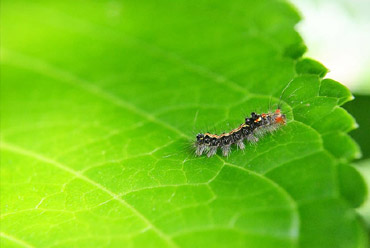 農藥殺蟲劑項目工藝轉讓